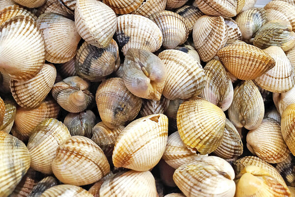 Fresh clams background, seashells close up, Spain