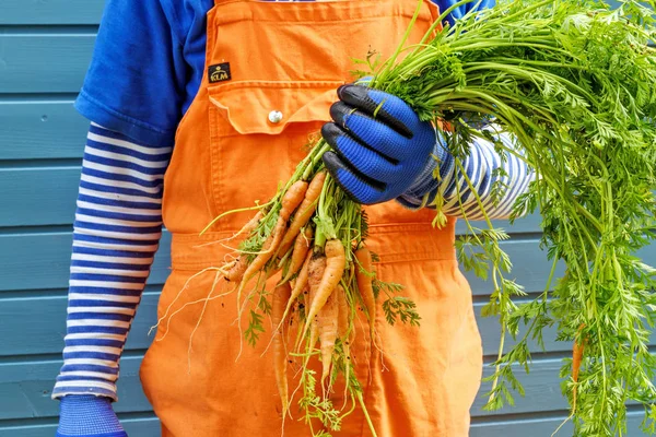 Farmer's hands in gloves with freshly picked vegetables. Organic vegetables. Carrot. — Stock Photo, Image