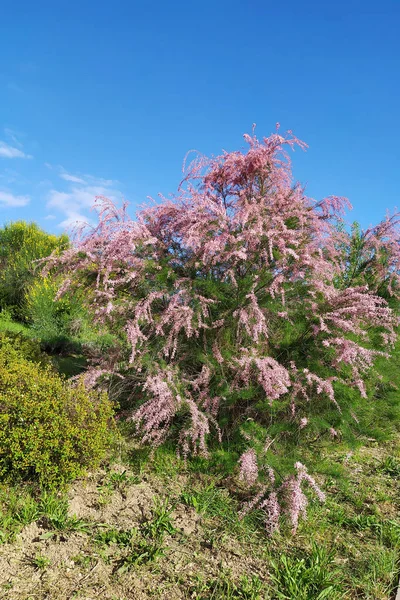 Arbustos florecientes tamarisco rosa en el jardín de verano — Foto de Stock