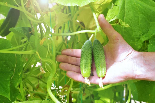 Male Farmer Checks Cucumbers Garden Greenhouse Agriculture — Stock Photo, Image