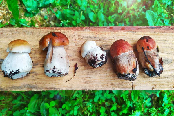 夏のキノコ草の上に寝そべっている木の板の上のBoletus Edulis おいしい有機キノコを調理します 食べ物はグルメ — ストック写真