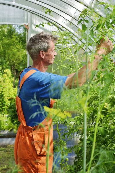 Agriculteur Biologique Vérifie Attache Les Tomates Dans Serre — Photo