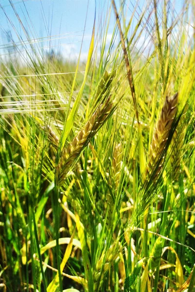 Green Wheat Field Beautiful Nature Landscape Prerequisites Maturation Meadow Wheat — Stock Photo, Image