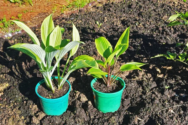 Landing New Hosta Plant Site Beautiful Green Area Future Your — Stock Photo, Image