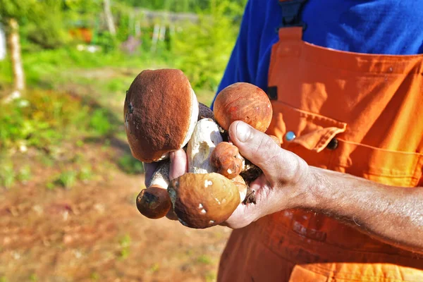 あなたの手の中に森のキノコを収集 森の中で採取された新鮮なおいしいキノコを男性の手が握っています 彼の手には一握りの野生のキノコ キノコを持つ男性の手のクローズアップ — ストック写真