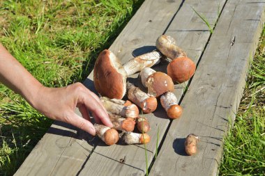 Turuncu şapkalı yenilebilir mantar, ormanda toplanmış. Leccinum aurantiacum ormanda mantar topluyor..