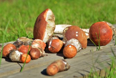 Turuncu şapkalı yenilebilir mantar, ormanda toplanmış. Leccinum aurantiacum ormanda mantar topluyor. Avrupa ve Rusya 'nın kuzey ormanlarında yenilebilir mantarlar.