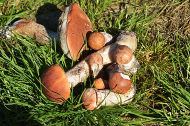 Turuncu şapkalı yenilebilir mantar, ormanda toplanmış. Leccinum aurantiacum ormanda mantar topluyor. Avrupa ve Rusya 'nın kuzey ormanlarında yenilebilir mantarlar.