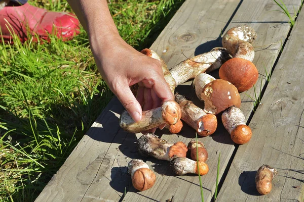 Ätlig Svamp Med Orange Hatt Hämtad Skogen Leccinum Aurantiacum Samlar — Stockfoto