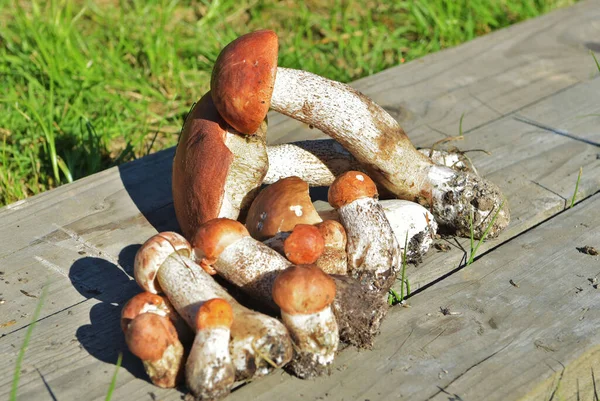 Turuncu şapkalı yenilebilir mantar, ormanda toplanmış. Leccinum aurantiacum ormanda mantar topluyor. Avrupa ve Rusya 'nın kuzey ormanlarında yenilebilir mantarlar.