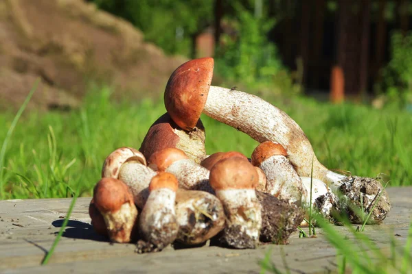 Ätlig Svamp Med Orange Hatt Hämtad Skogen Leccinum Aurantiacum Samlar — Stockfoto