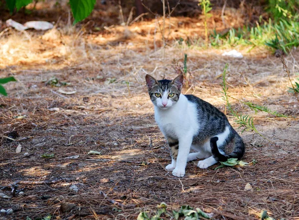 Gato Adulto Cinza Listrado Engraçado Com Bigode Longo Sentado Grama — Fotografia de Stock