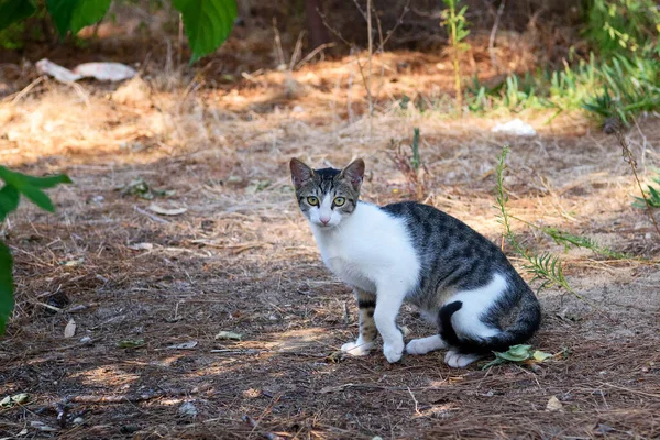 Gato Adulto Cinza Listrado Engraçado Com Bigode Longo Sentado Grama — Fotografia de Stock