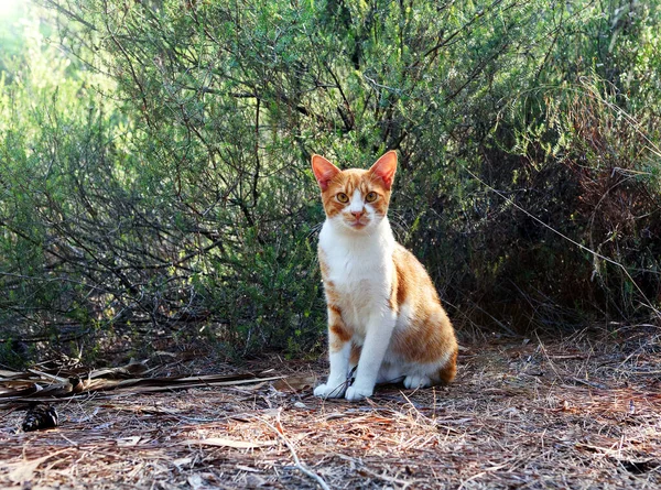 Αστεία Κόκκινη Ενήλικη Γάτα Κάθεται Στο Γρασίδι Στο Πάρκο Άστεγη — Φωτογραφία Αρχείου