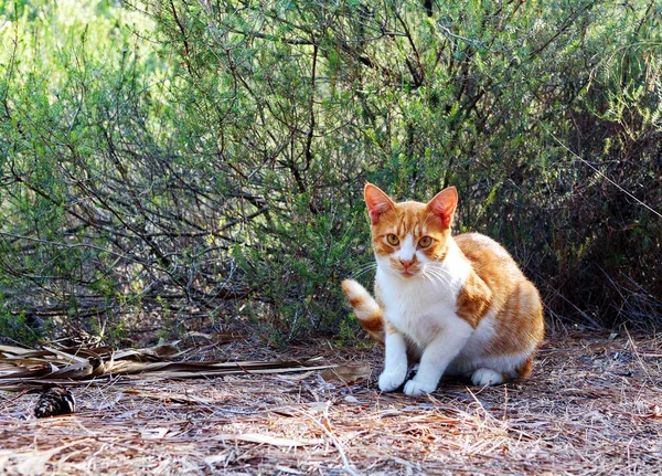 Gato Adulto Vermelho Engraçado Sentado Grama Parque Sem Teto Gato — Fotografia de Stock