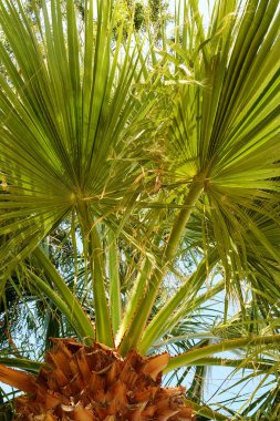 Güzel mavi gökyüzüne karşı mükemmel palmiye ağaçları