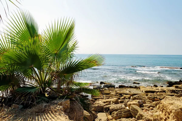 Widok Wybrzeże Morza Śródziemnego Turcja Faliste Morze Zielone Liście Palmy — Zdjęcie stockowe