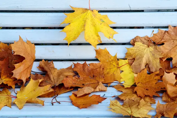 Autumn Yellow Maple Leaves White Wooden Park Bench — Stock Photo, Image