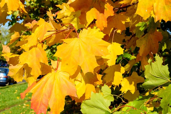 Hintergrund Der Gruppe Herbst Orangefarbene Ahornblätter Draußen — Stockfoto