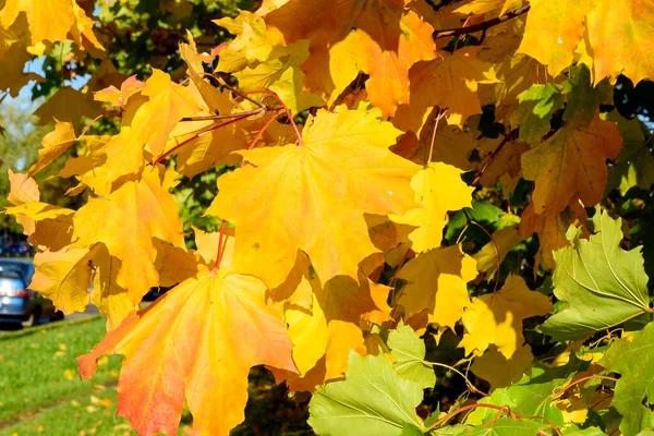 Achtergrond Van Groep Herfst Sinaasappelesdoorn Bladeren Buiten — Stockfoto