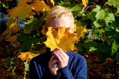 Sonbahar parkında bir çocuk yüzünü bir akçaağaç yaprağıyla kaplıyor. Parkta bir çocuk yürüyor. Açık havada akçaağaç yapraklarıyla oynayan tatlı çocuk..
