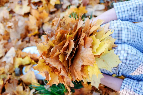 Golden Autumn Time Yellow Maple Leaf Young Woman Knee Fall — Stock Photo, Image