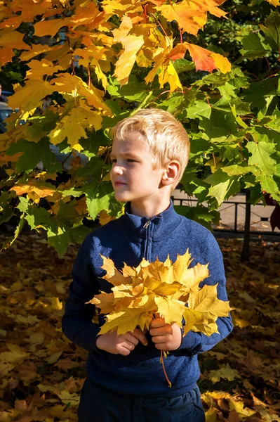 Šestiletý Chlapec Kyticí Žlutých Listů Parku Podzim — Stock fotografie
