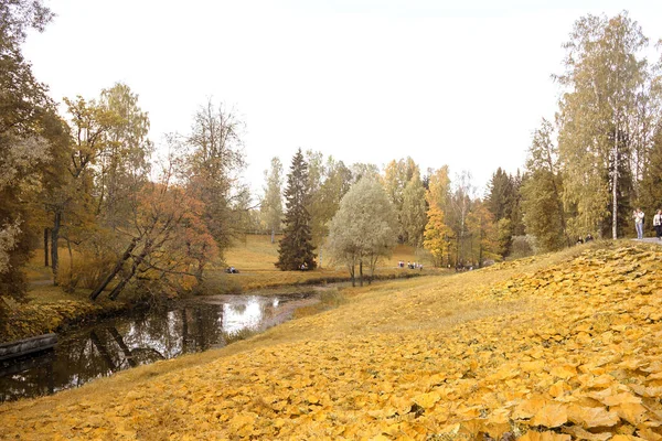 Prachtig Herfstlandschap Met Gele Bomen Zon Kleurrijk Gebladerte Het Park — Stockfoto