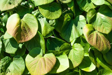 Tropikal yaprak, soyut yeşil doku, Doğa arka plan