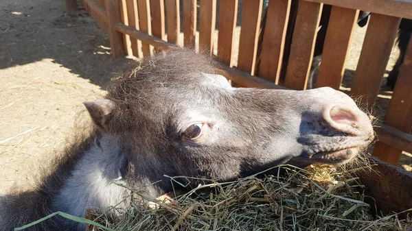 little donkey animal face wildlife outdoors summer afternoon. Funny little donkey close up