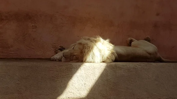 Een leeuw slaapt in een dierentuin. Slapende leeuw. Een zonnestraal valt op een lion's Mane — Stockfoto