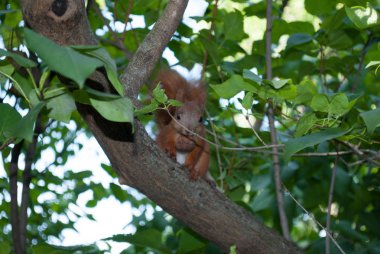 Ağzında fındık olan esmer sincap ağacın dalında oturuyor.