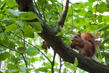 Ağzında fındık olan esmer sincap ağacın dalında oturuyor.