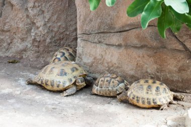 Orta Asya kaplumbağaları arka arkaya. Taş üzerinde kaplumbağa ailesi