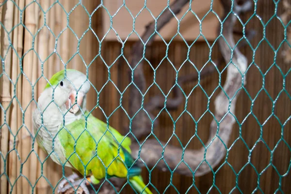 Papegaai groene vogel in een kooi op een tak — Stockfoto