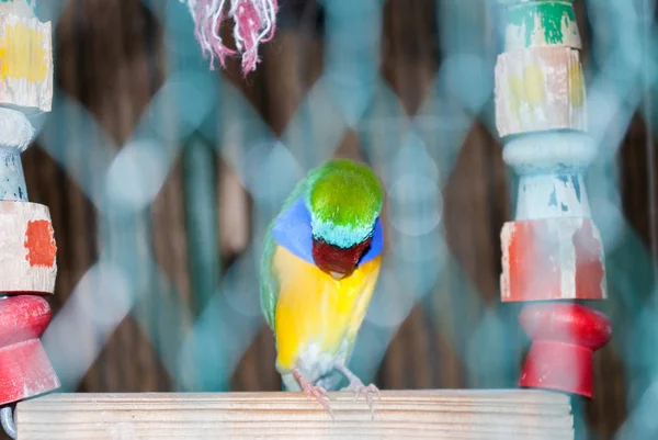 Kafeslerde uyuyan yeşil papağanlar. Sarı, mavi ve yeşil yerli parlak kuş — Stok fotoğraf