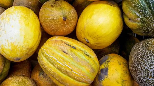 Christmas melons. Harvest melons. Melons in the market, many melons. big yellow fruit