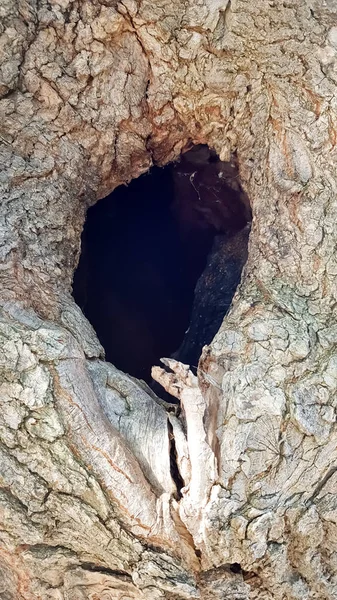 Agujero negro en tronco de árbol como entrada al nido de aves. El hueco en el tronco de un árbol. La textura y el fondo de la corteza del árbol. — Foto de Stock