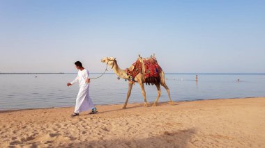 Mısır, Şarm El Şeyh - 15 Haziran 2019: Sahil boyunca yürüyen bir deve sahibi, deveye binmek için bir turist arıyor. Mısır'Da yaşayan yerel bir sakin, turistlere kumlu kıyıda bir yolculuk sunuyor