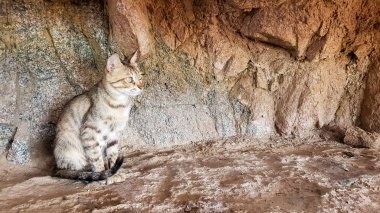 Kedi duvarın köşesini maskeliyor. Turuncu bir sokak kedisi bir kayanın üzerinde oturur. Taşlar üzerinde gri bir sokakta küçük kedi yavrusu.