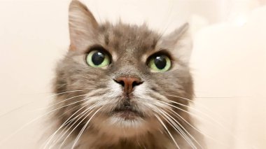 Koyu yeşil kedi gözü yakın çekim. Gri yetişkin uzun saçlı kedi serisi. Beyaz duvar arka planında kedi kafası yakın çekim. Yiyecek beklerken kedinin sahibine bakışı
