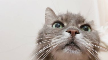Koyu yeşil kedi gözü yakın çekim. Gri yetişkin uzun saçlı kedi serisi. Beyaz duvar arka planında kedi kafası yakın çekim. Yiyecek beklerken kedinin sahibine bakışı