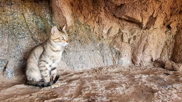 The cat masks the corner of the wall. An orange stray cat sits on a rock. Little kitten on a gray street on the stones.