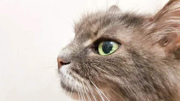 Mörkgrön kattens öga närbild. Grå Adult långhår Cat-serien. Katt huvud närbild på en vit vägg bakgrund. Kattens titta på ägaren i väntan på mat — Stockfoto