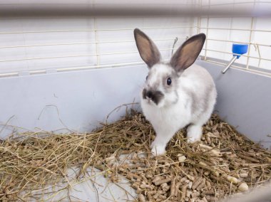 Gri-beyaz renkli gri bir kafes içinde Ev dekoratif tavşan. Tavşan yeşil bir kaseden yer. Sevimli ve kabarık kemirgen evcil hayvan fotoğrafları bir dizi. Küçük paskalya tatili sembolü, paskalya tavşanı