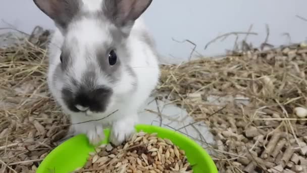 Il coniglio grigio viene nutrito attraverso un grande muso. Il coniglio è in una gabbia inossidabile con cibo. coniglio grigio in una gabbia guardando la macchina fotografica, un giovane coniglio — Video Stock