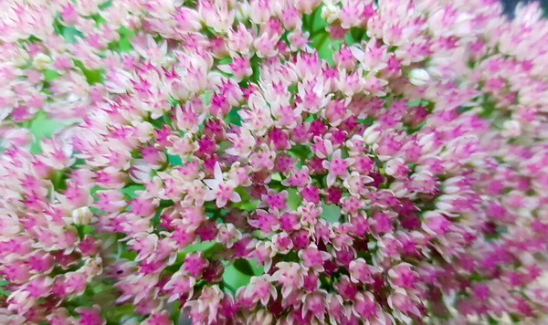 Petites fleurs roses et blanches aux feuilles vertes. fond de fleurs. pour le design. Fond coloré flou. pour la conception de vacances — Photo