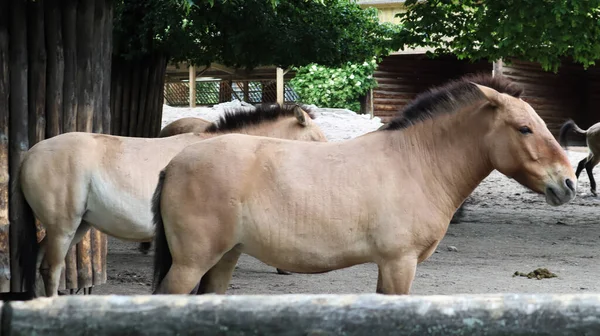Przhevalsky Mongolian Horses Pen Species Subspecies Wild Horse Lives Asia — Stock Photo, Image