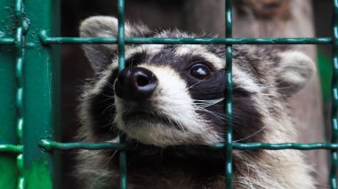 Hayvanat bahçesindeki kafeste bir rakun ızgarayı tarıyor. Gözlerine dokunmadan kameraya bakan bir rakunun portresi. Rakun ailesinin yırtıcı memelilerinin cinsi. Amerika sakinleri