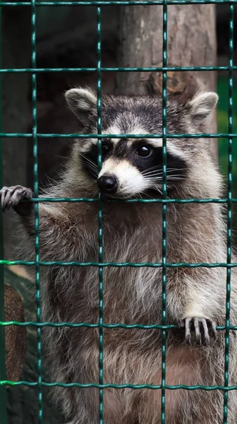 Raton Laveur Dans Une Cage Dans Zoo Scanne Gril Portrait — Photo